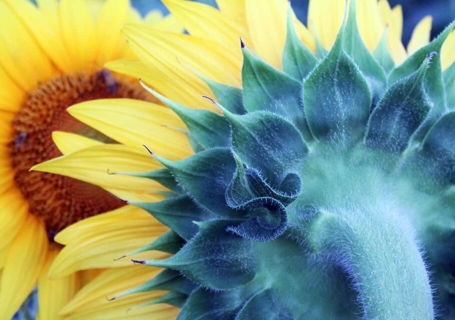 sunflower_photo_change_perspective_