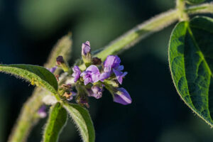 Purple soybean blossom.