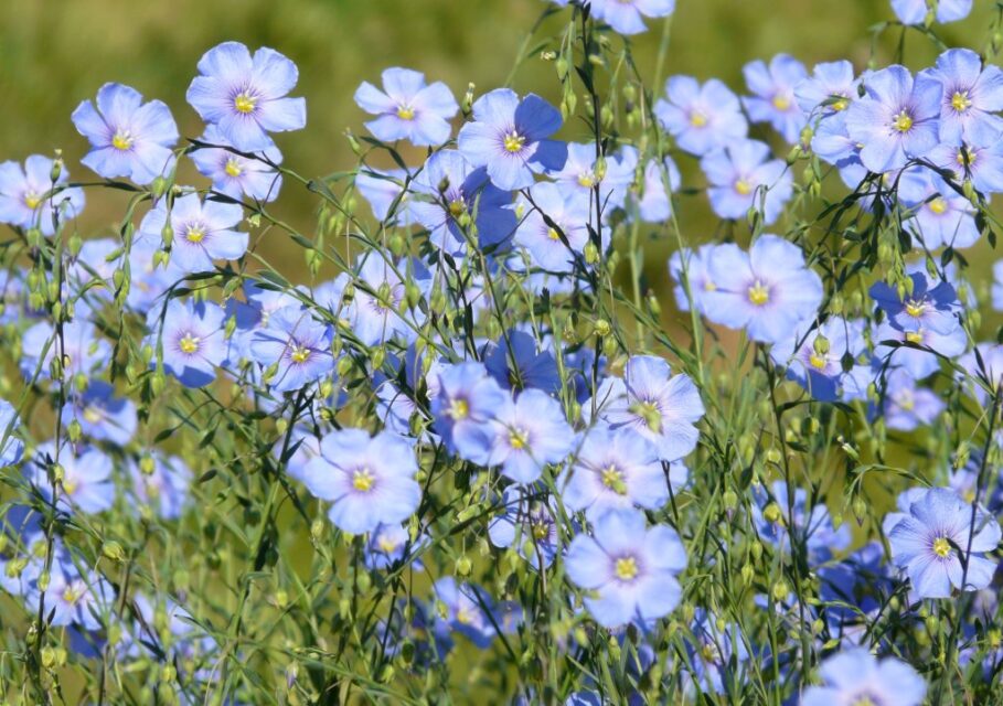 linum_perenne_03