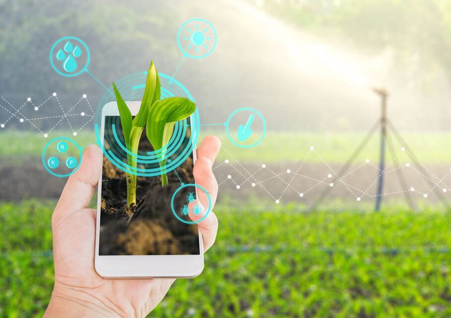 Growing young maize seedling in a mobile smartphone on hand with modern agriculture digital technology concepts