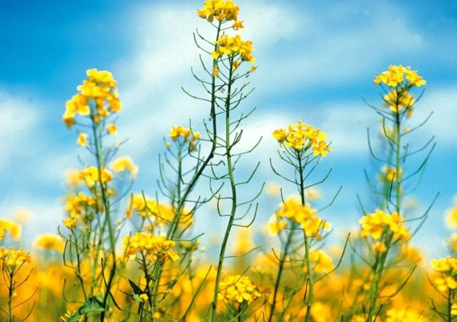 canola-flowers-CCofC-e1517943640942
