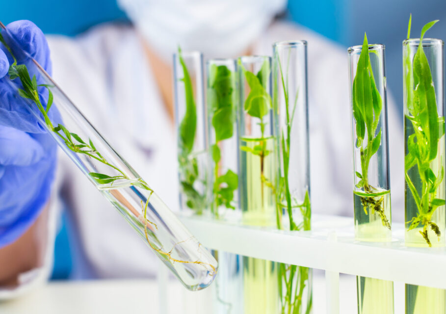 Scientist,Hold,Test,Tube,With,Plant,Inside,In,Laboratory.
