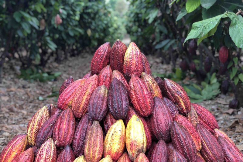 Cacao-pods-–-Hacienda-La-Chola-800x533
