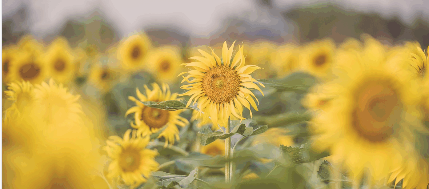 pixabay.com