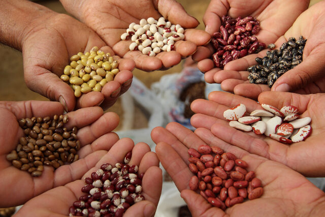 Seed-bank-hands-pic668-668x444-2580