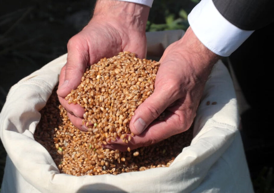 продажа зерна торг закуп