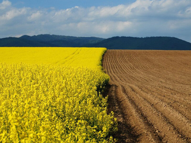 поля масличные на посев Украине