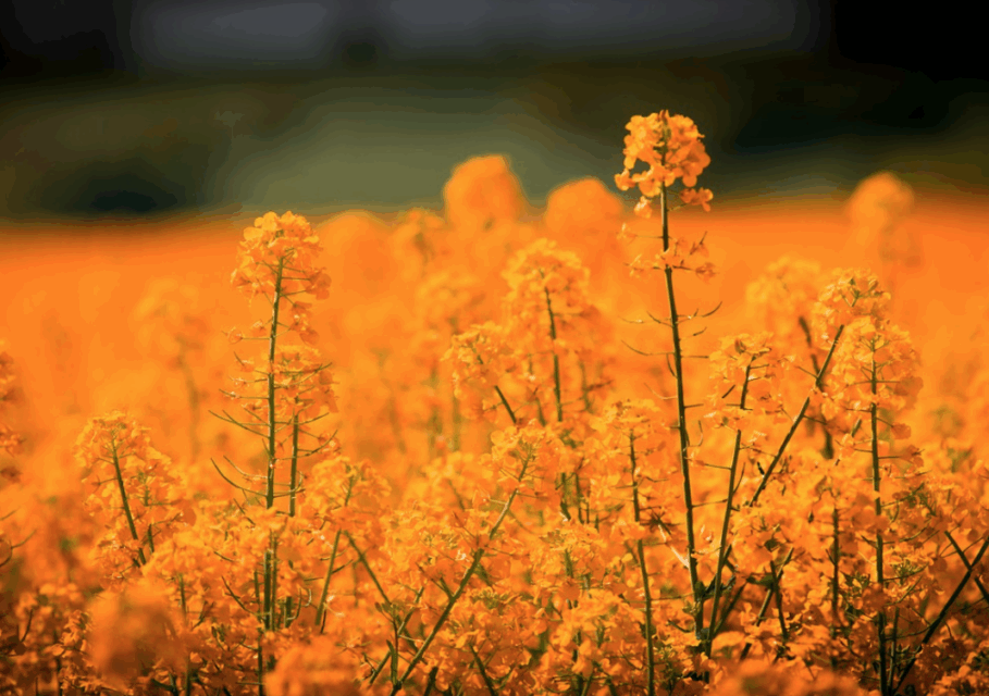 pixabay.com