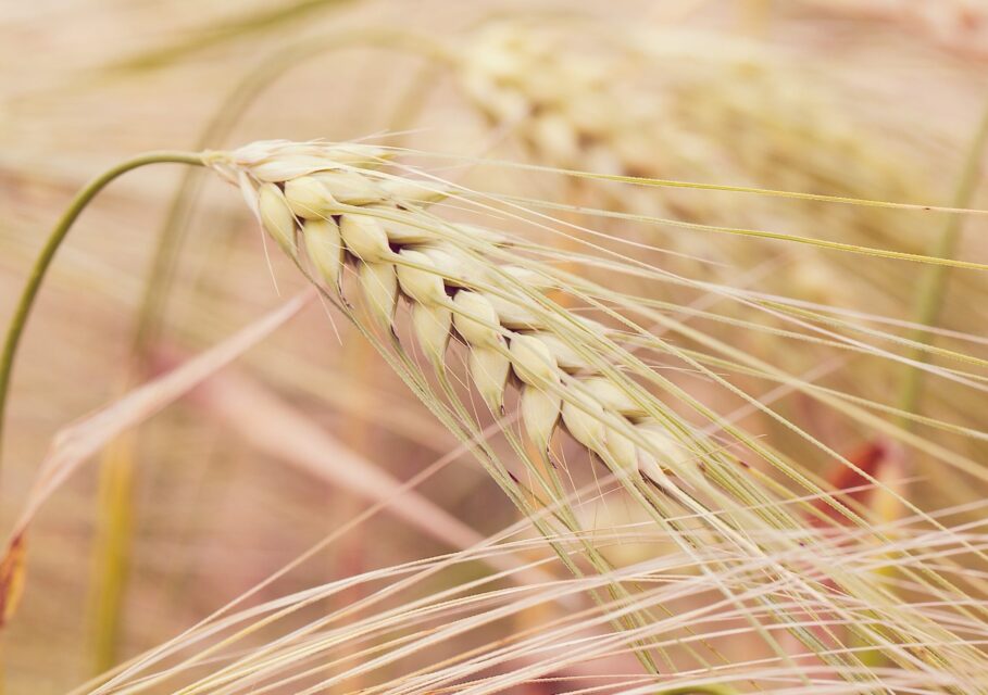 зерно урожай IGC Syngenta