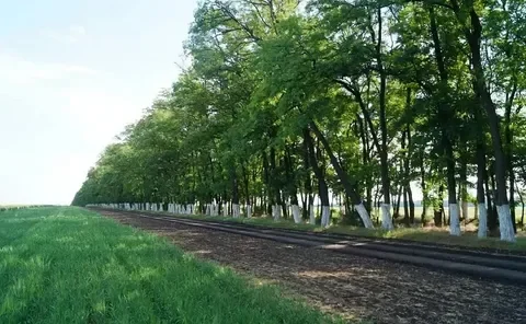 лес