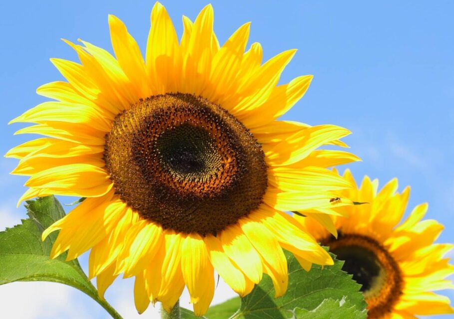 pixabay.com/ru/