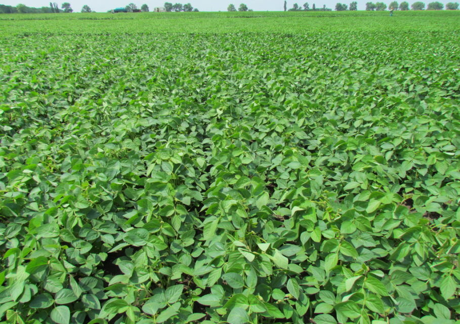 soya.com