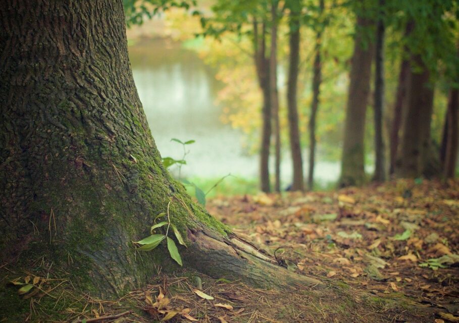 pixabay.com