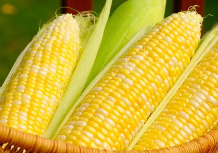 кукуруза прогноз USDA
