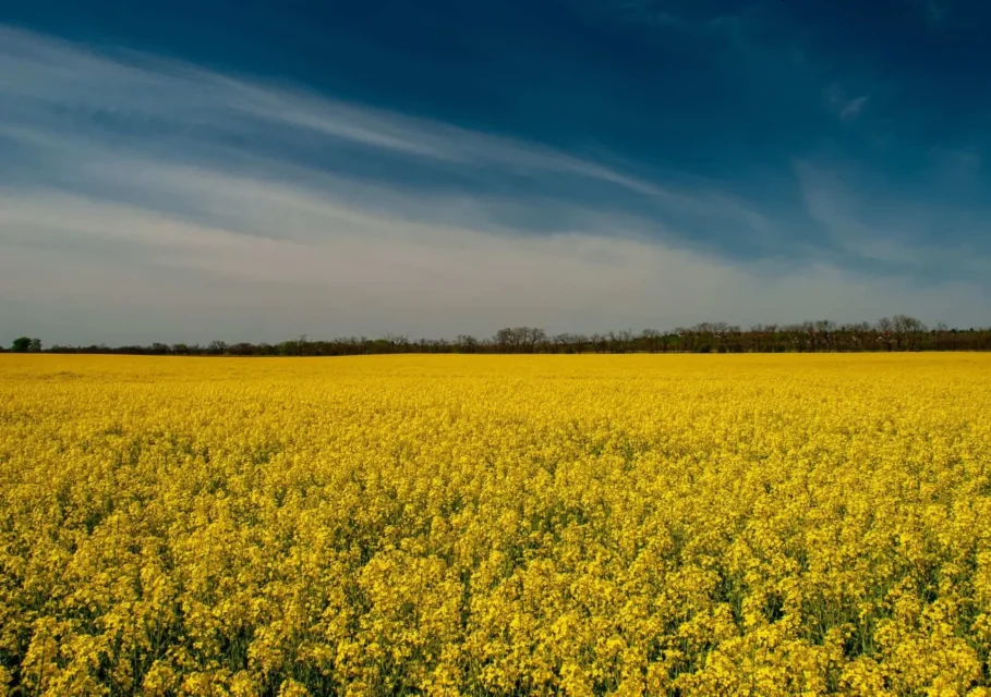 Украина рапс сократ