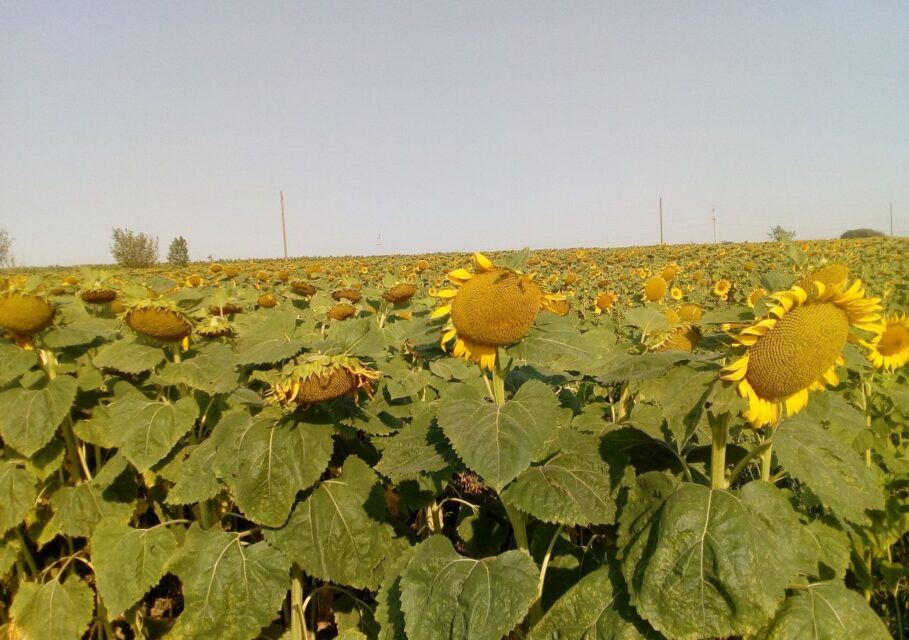 украин